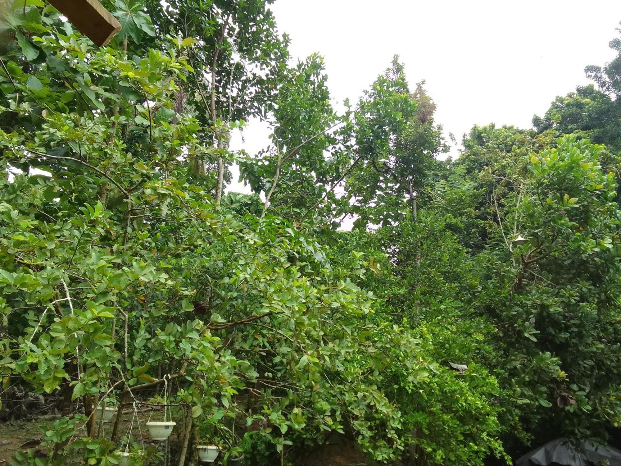 Homestay Ab Nest Hiriketiya Dickwella